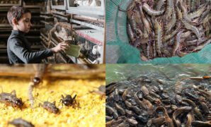 Wajib Dicoba, Ini Deretan Usaha Ternak Yang Menguntungkan - SEPUTAR KERJA